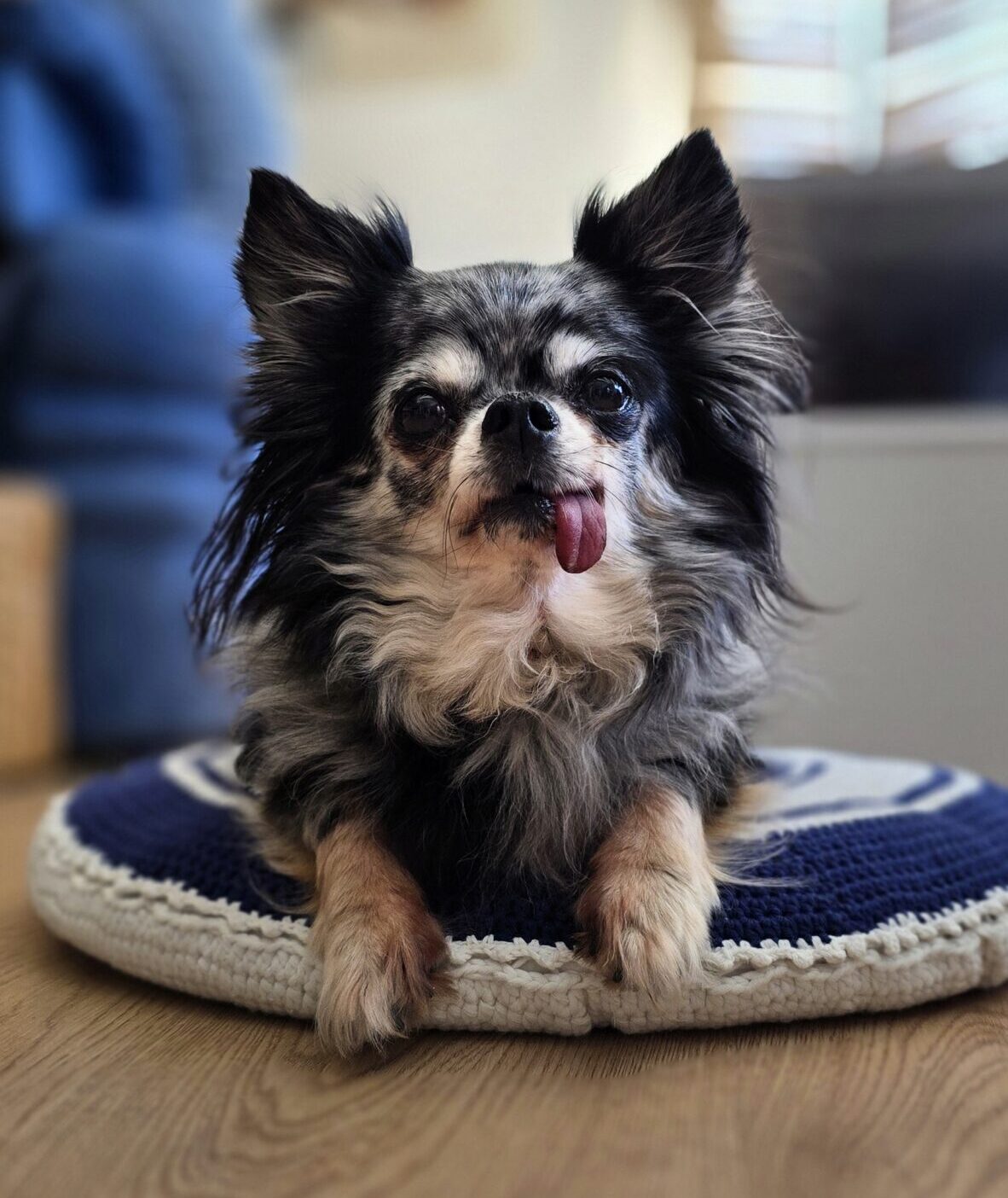 Bonny, chihuahua